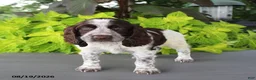 English Springer Spaniel dogs for sale: Mooney - Ad 5