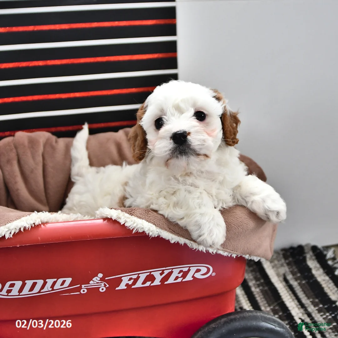 Cavapoo dogs for sale: Stacy - Ad 4