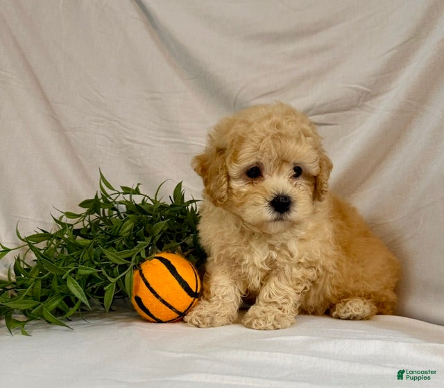 Toy Poodle dogs Kade - Ad 2