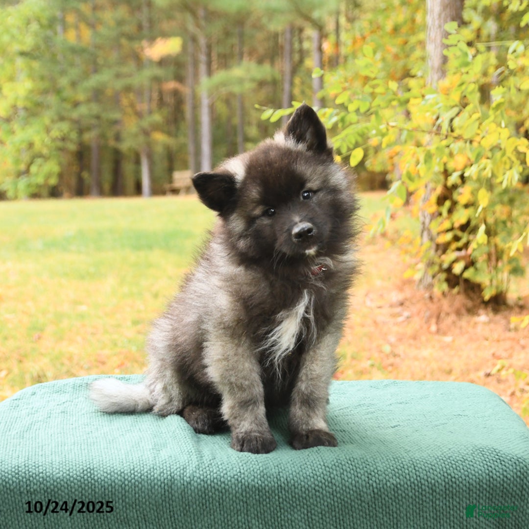 Keeshond dogs for sale: Monty - Ad 4