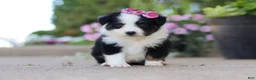 Toy Australian Shepherd dogs for sale: Rory - Ad 4