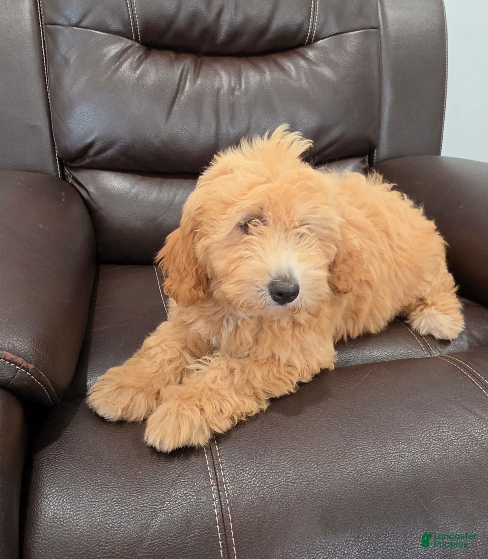 Mini Goldendoodle dogs Micro Goldendoodle 2 - Ad 1