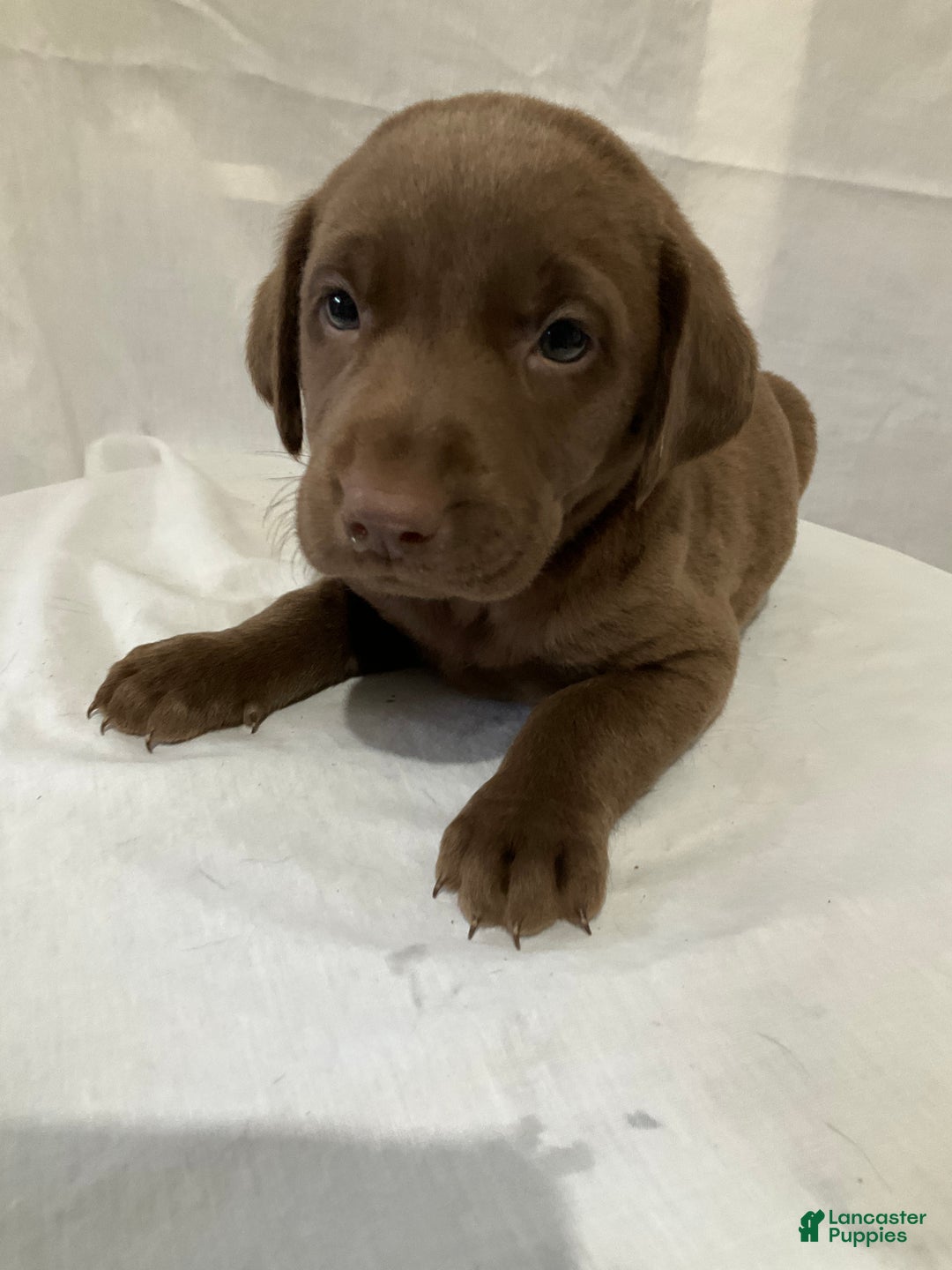 Labrador Retriever dogs for sale: Gracie - Ad 3