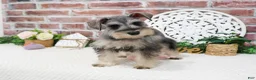 Miniature Schnauzer dogs for sale: Hadley  - Ad 3