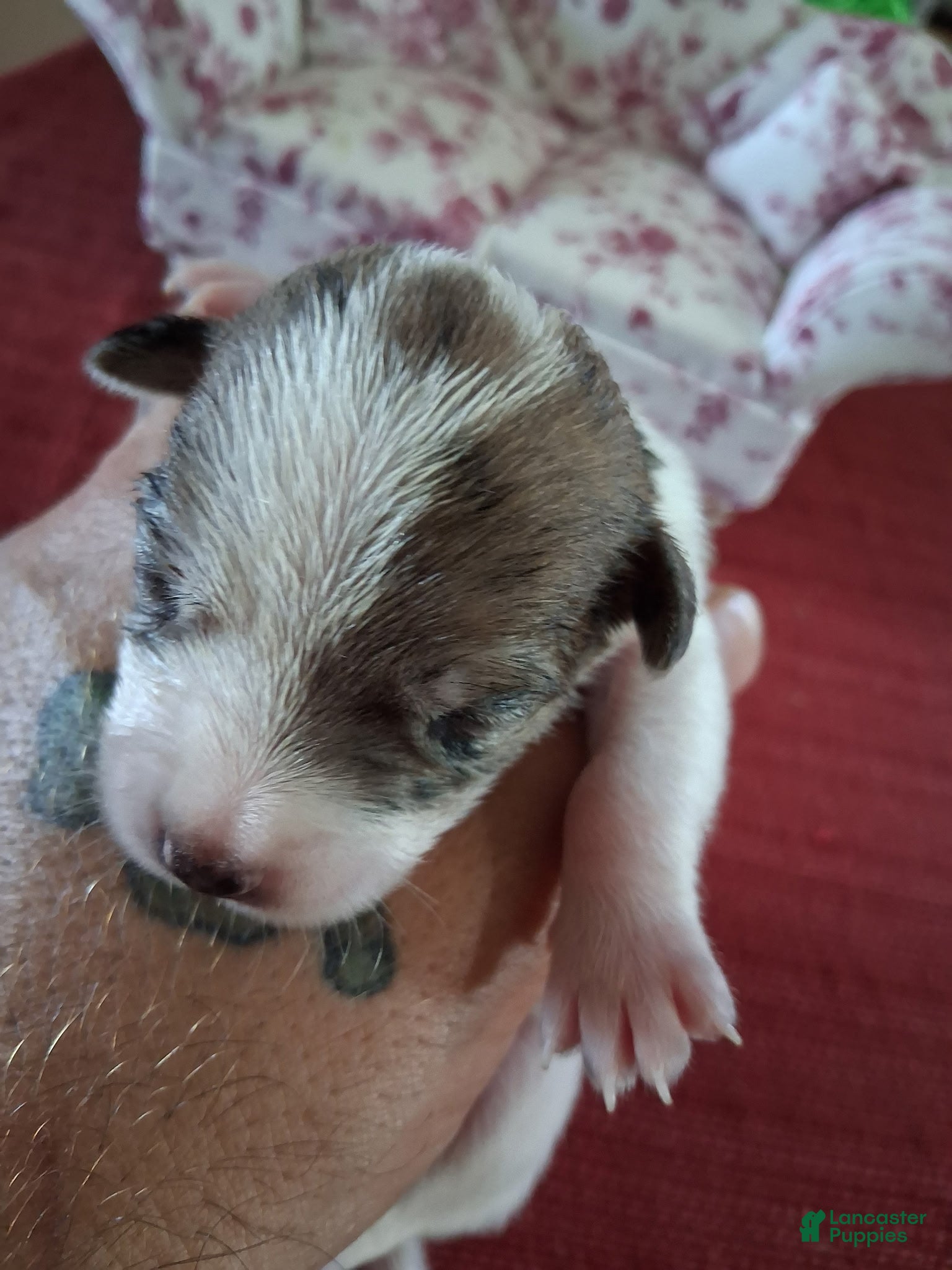 Chihuahua dogs Micah - Ad 21