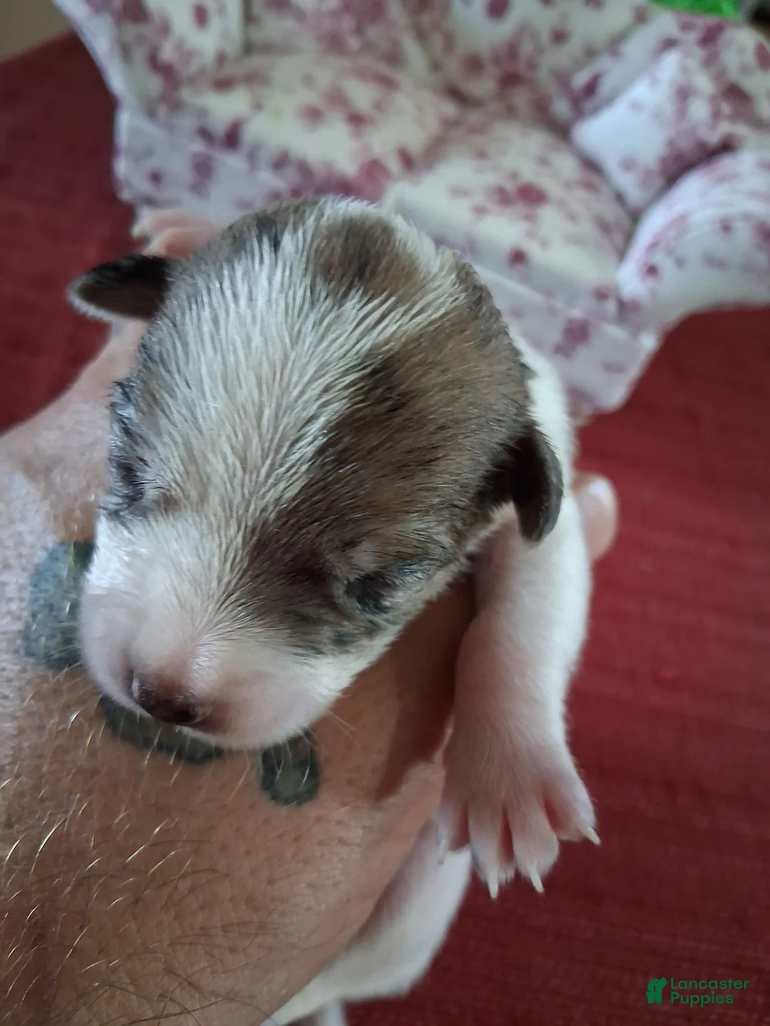 Chihuahua dogs for sale: Micah - Ad 1