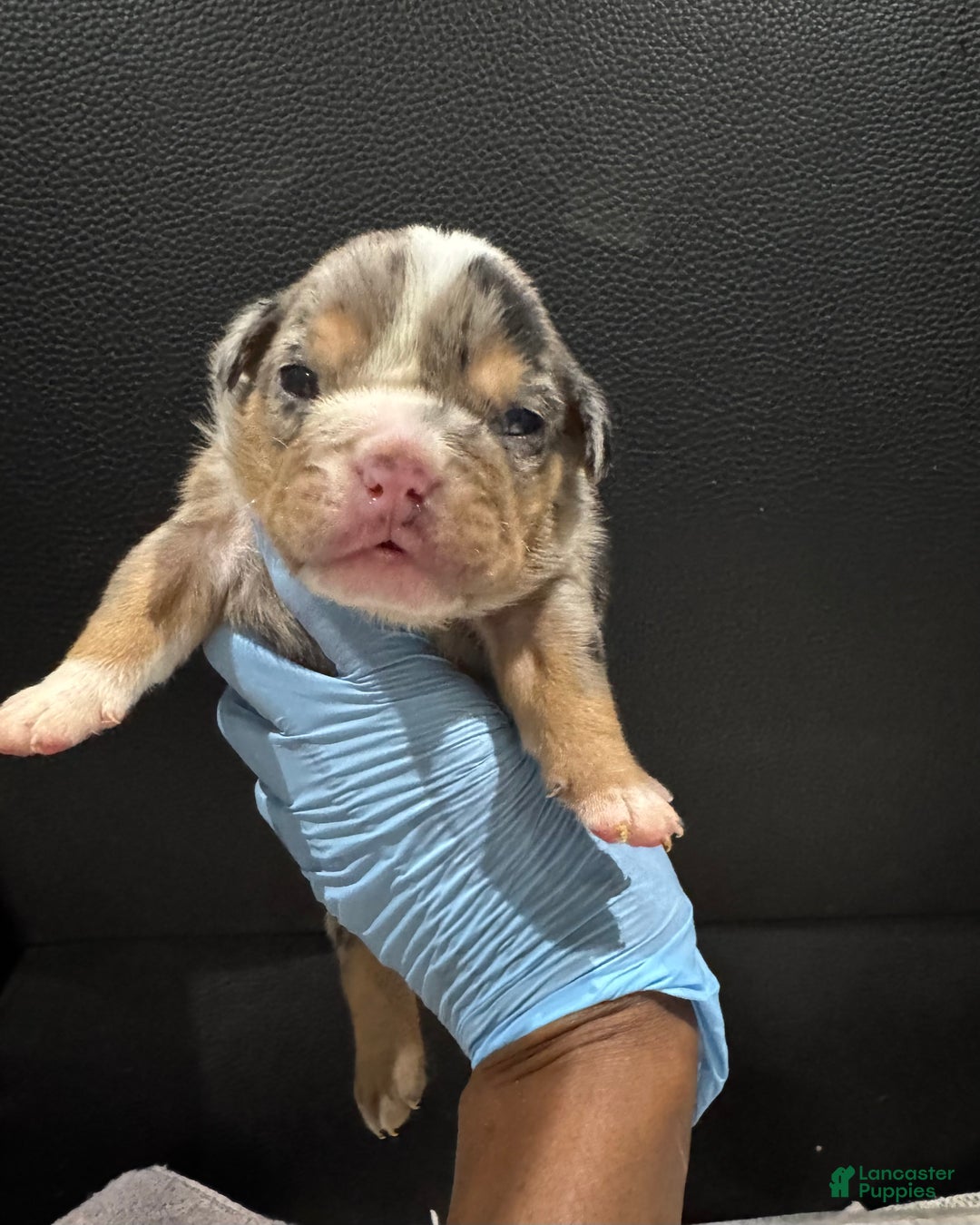 English Bulldog dogs for sale: Jackpot  - Ad 1