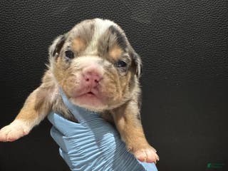 English Bulldog dogs for sale: Jackpot - Ad 4