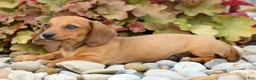 Miniature Dachshund dogs for sale: Sasha 🩷 - Ad 8