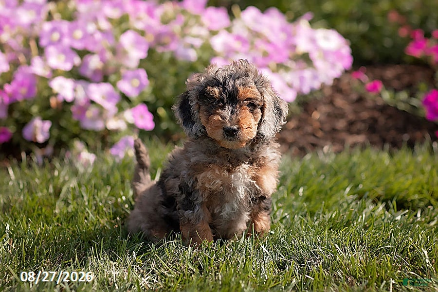 Mini Goldendoodle dogs for sale: Ollie - Ad 4
