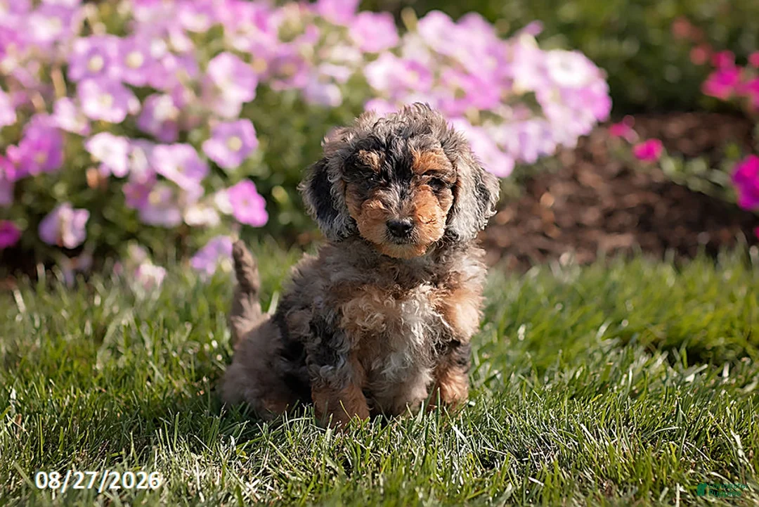 Mini Goldendoodle dogs for sale: Ollie - Ad 1