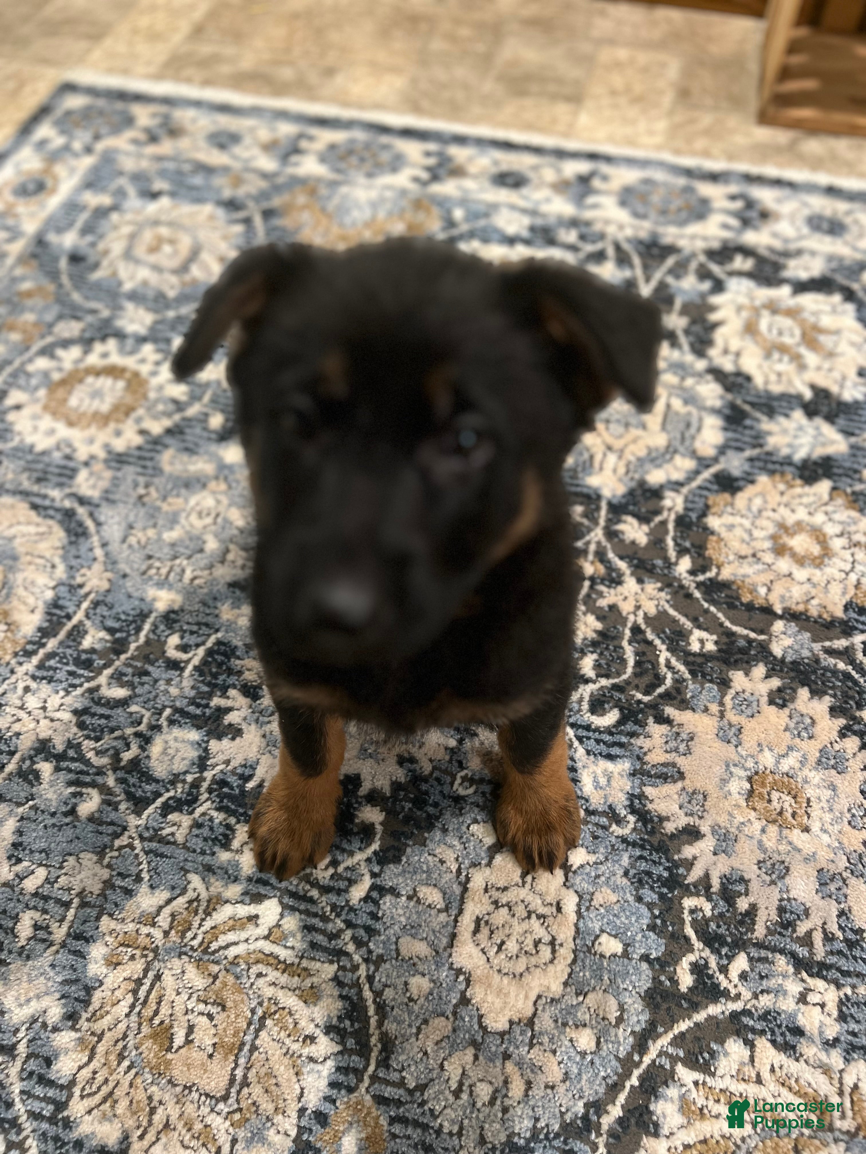 German Shepherd dogs German Shepherd Puppy 7 - Ad 39