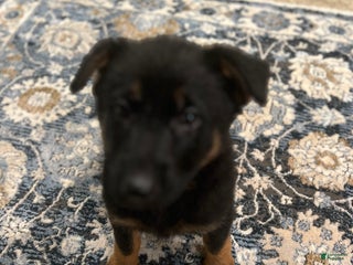 German Shepherd dogs German Shepherd Puppy 7 - Ad 4