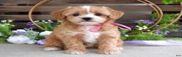 Maltipoo dogs for sale: Bella - Ad 1