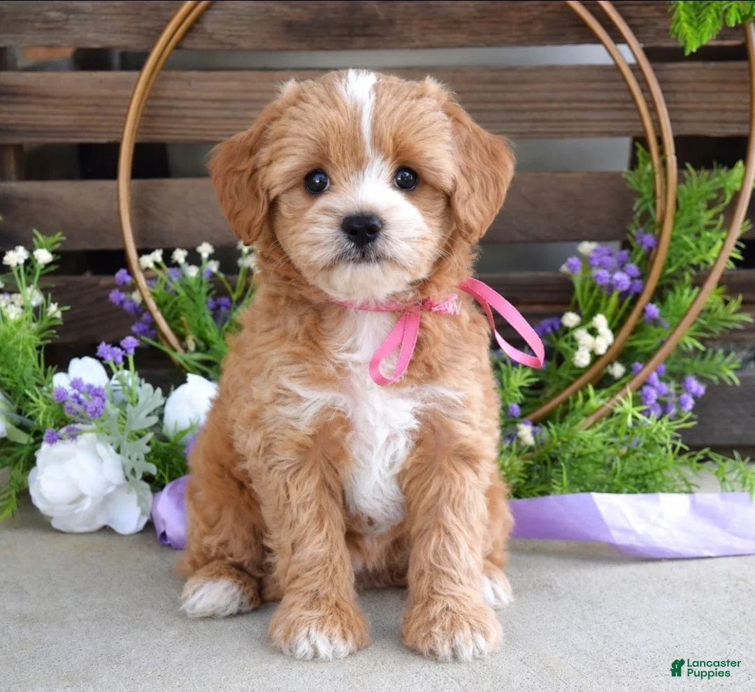 Maltipoo dogs for sale: Bella - Ad 1