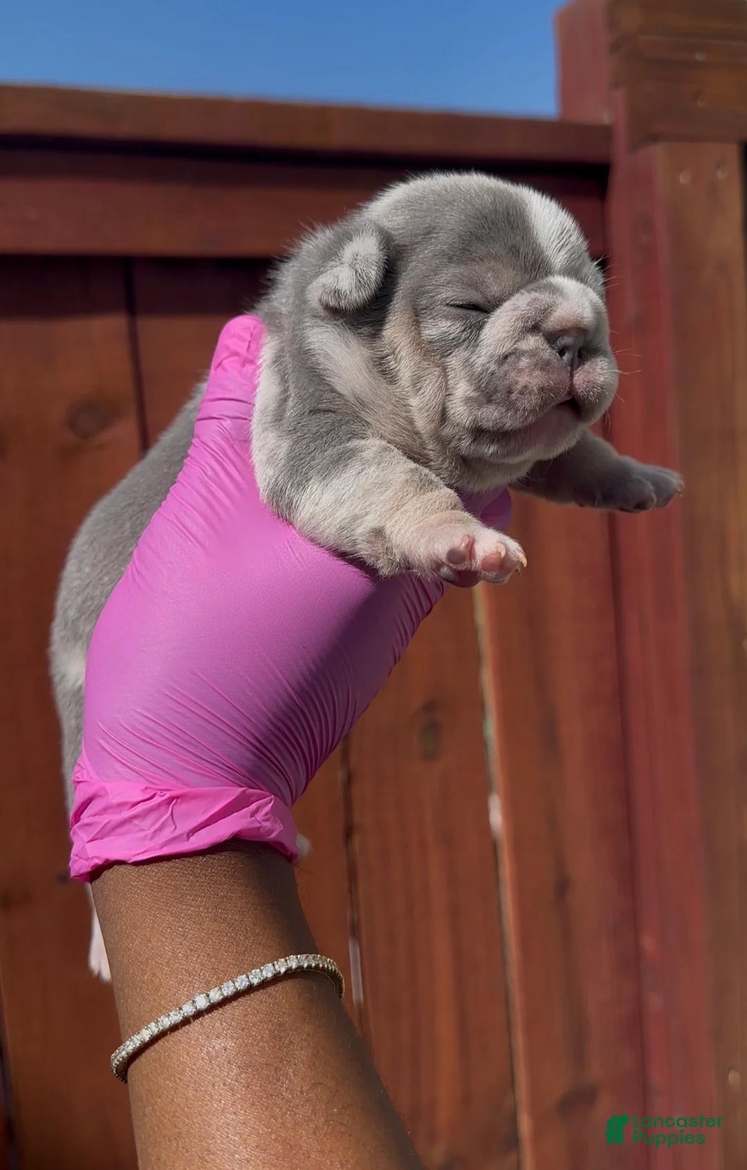 French Bulldog dogs for sale: French Bulldog Puppy 3 - Ad 1