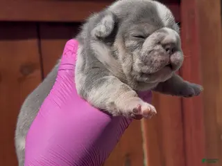 French Bulldog dogs for sale: French Bulldog Puppy 3 - Ad 4