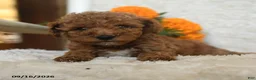 Miniature Poodle dogs for sale: Nathan - Ad 4