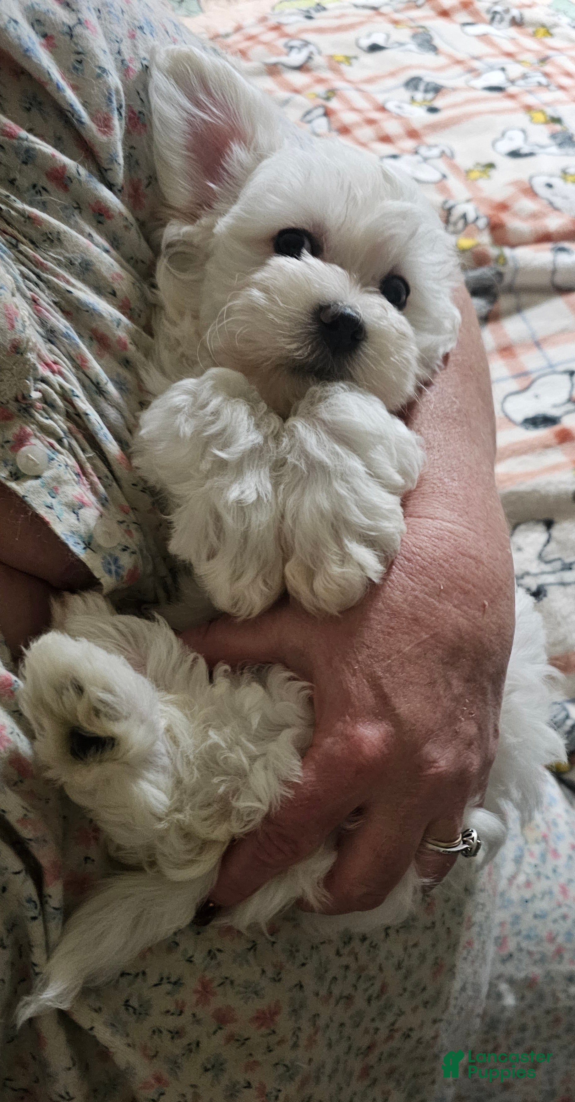 Malshi dogs Casey - Ad 14