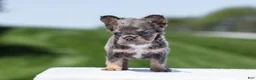 French Bulldog dogs for sale: Jason - Ad 8