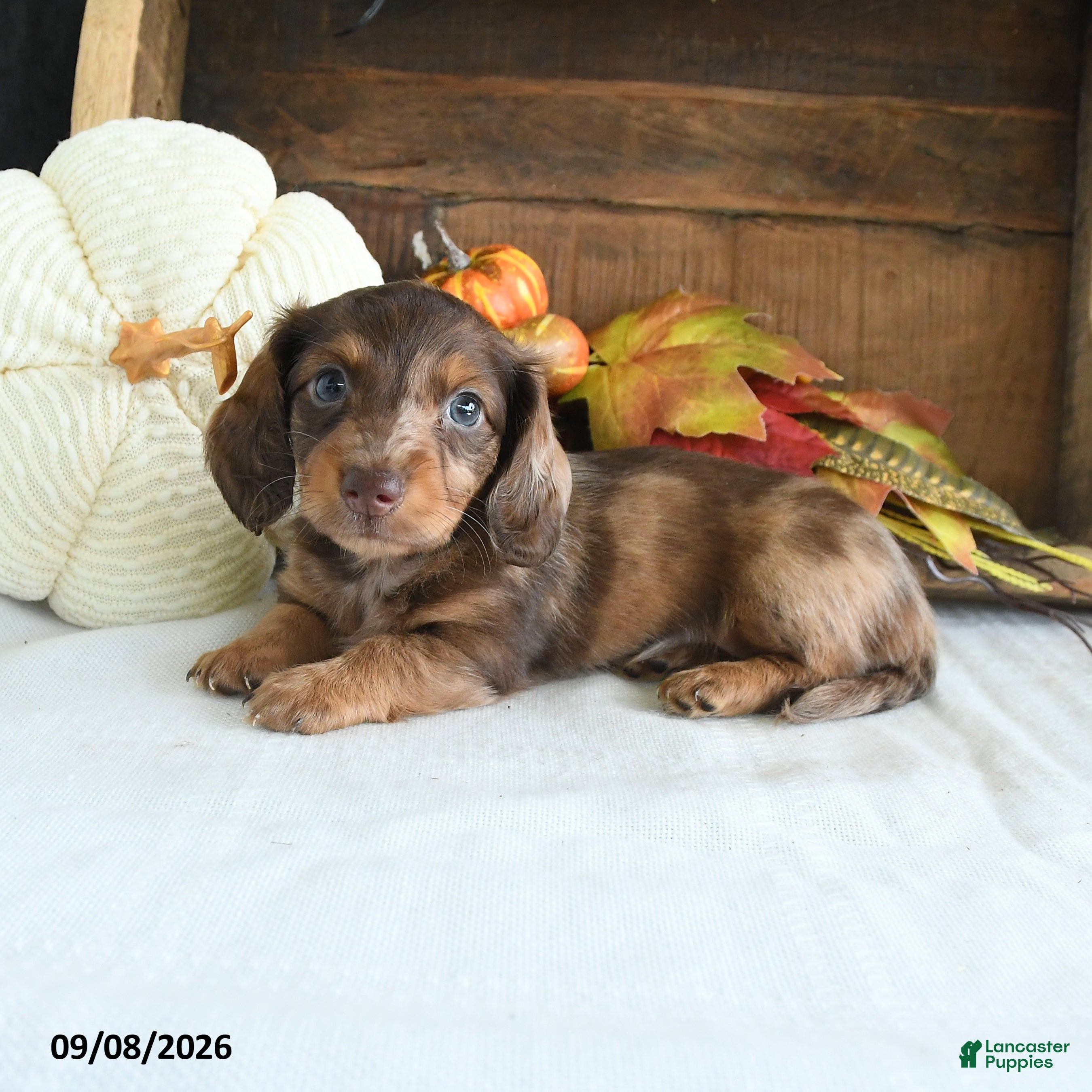 Miniature Dachshund dogs Cody - Ad 2