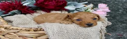 Miniature Poodle dogs for sale: Winnie- AKC Mini Poodle Girl in NC - Ad 4