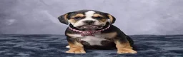 Beabull dogs for sale: Stella - Ad 5
