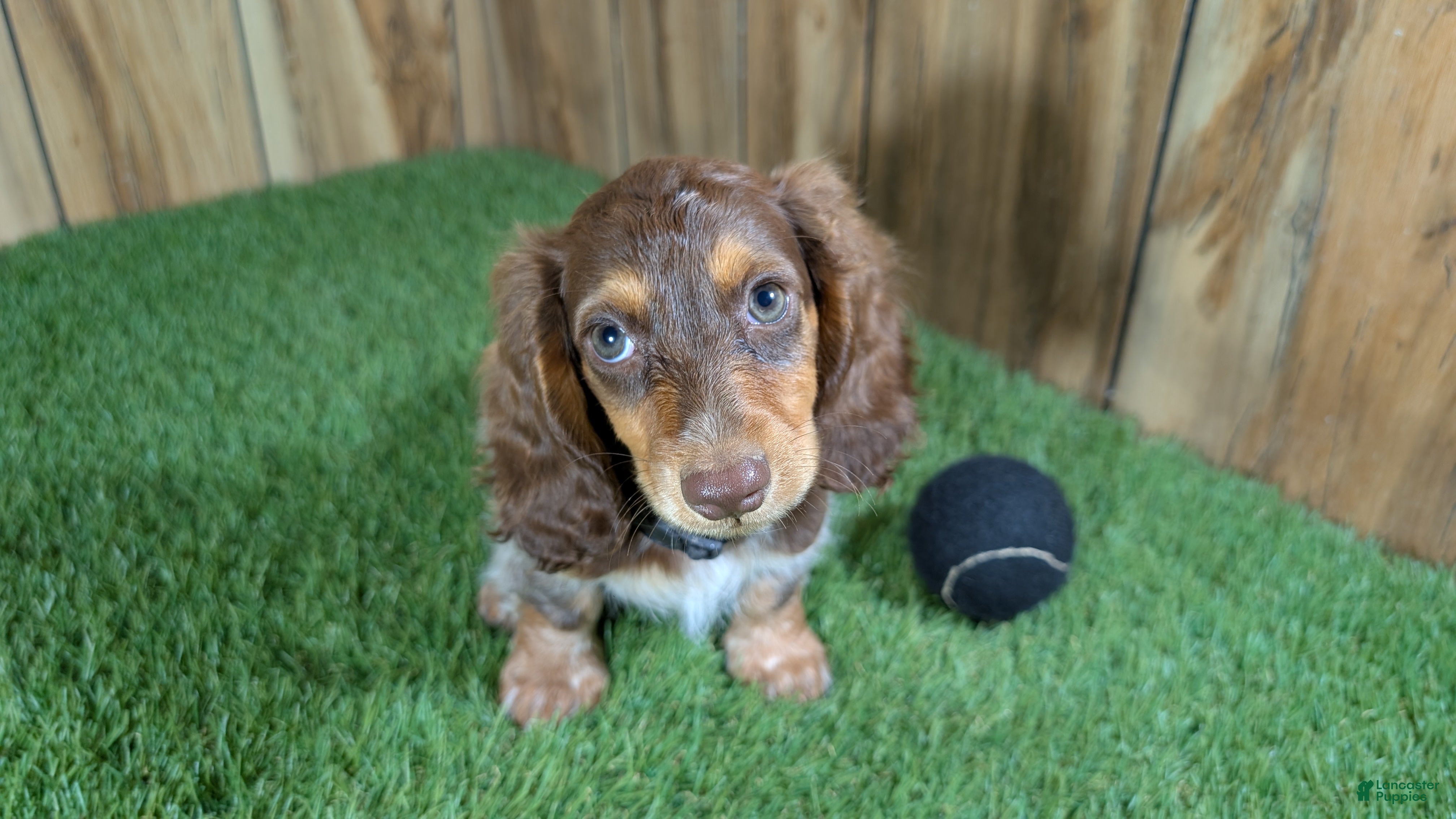Miniature Dachshund dogs Sweetie Boy 6 - Ad 1