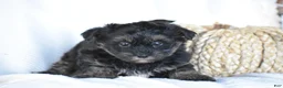 Mixed Breed dogs for sale: Stoker - Ad 10