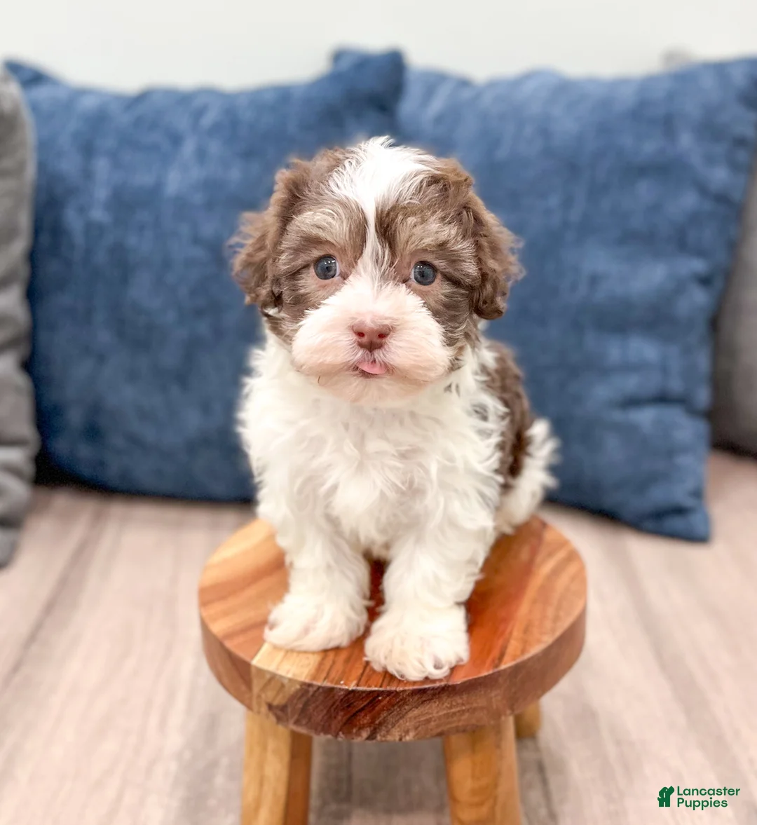 Havanese dogs for sale: Mick - Ad 2