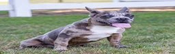 French Bulldog dogs for sale:  Ferrari  - Ad 2
