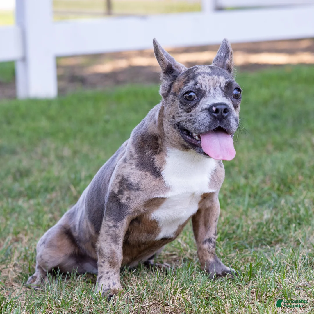 French Bulldog dogs for sale:  Ferrari  - Ad 2