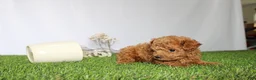 Toy Poodle dogs for sale: AKC Casey (tiny) - Ad 2