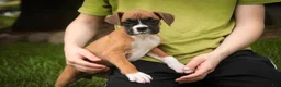 Boxer dogs for sale: Gemma - Ad 2