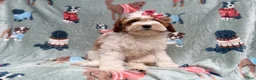 Cavapoo dogs for sale: Ember - Ad 8