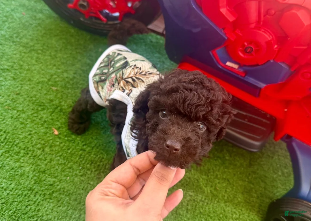 Toy Poodle dogs for sale: Toy Poodle 2 - Ad 2