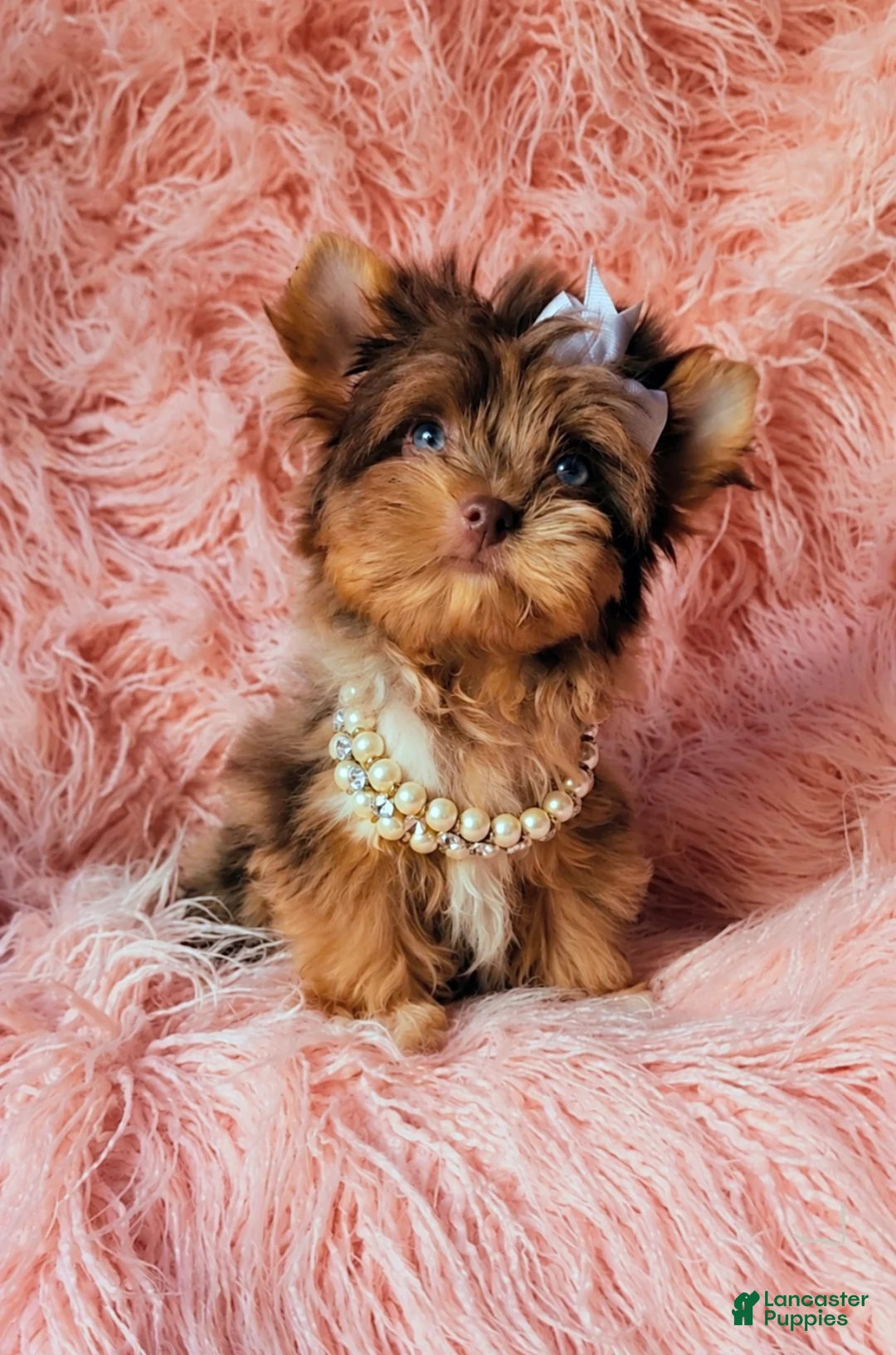 Yorkshire Terrier dogs for sale: Princes Lyra of Biewerlux  - Ad 1