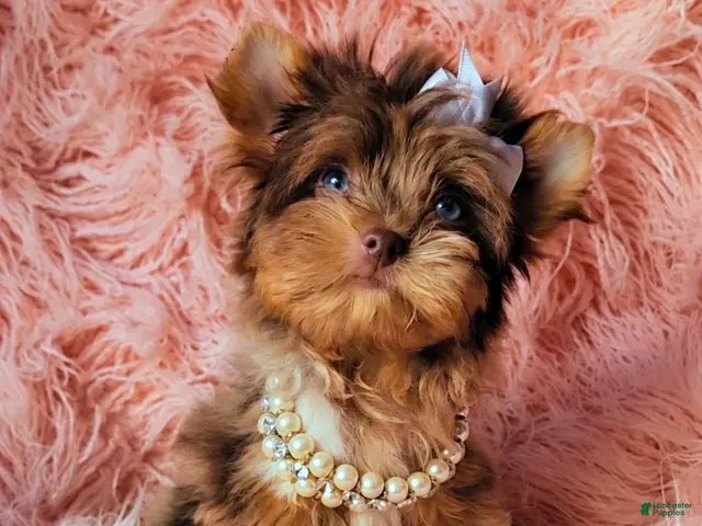 Yorkshire Terrier dogs Princes Lyra of Biewerlux - Ad 19