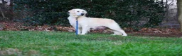 Golden Retriever dogs for sale: Golden Retriever 2 - Ad 5