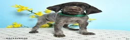 German Shorthaired Pointer dogs for sale: Tison - Ad 4