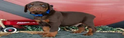 Doberman Pinscher dogs for sale: Rex - Ad 3