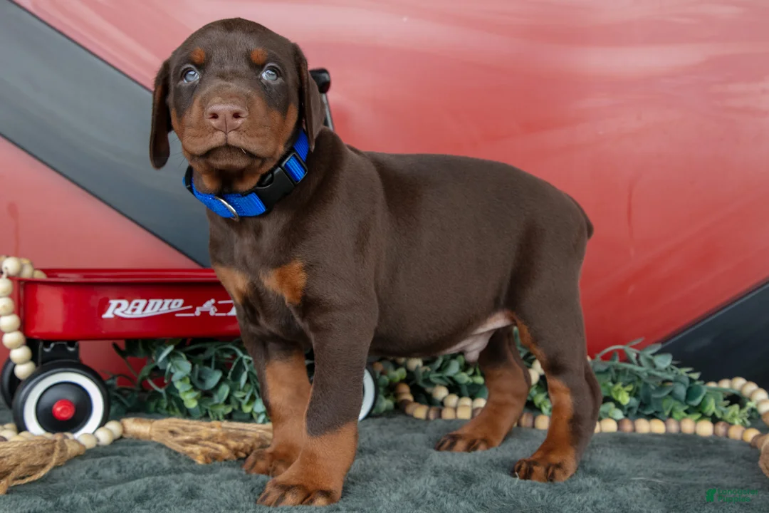 Doberman Pinscher dogs for sale: Rex - Ad 3