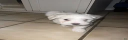 Maltese dogs for sale: Maltese 1 - Ad 4