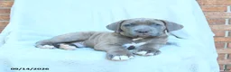 Cane Corso dogs for sale: Duncan - Ad 4