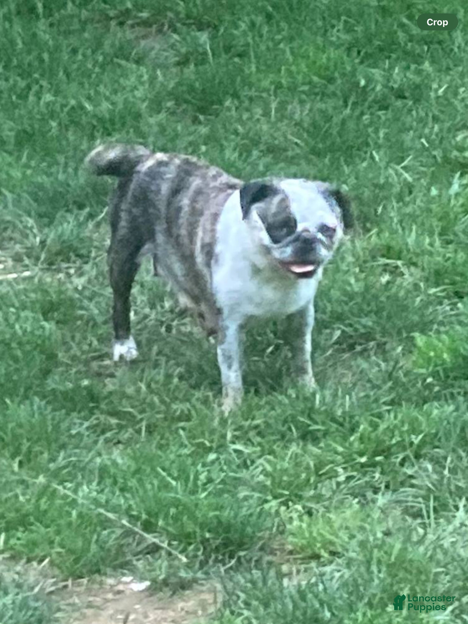 Pug dogs Dusty  - Ad 2
