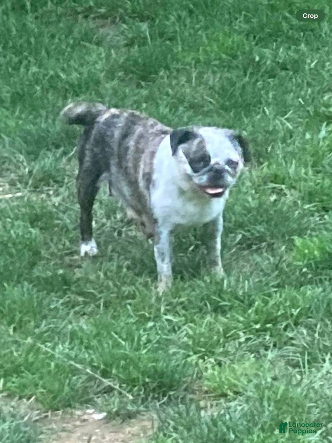Pug dogs for sale: Dusty  - Ad 2