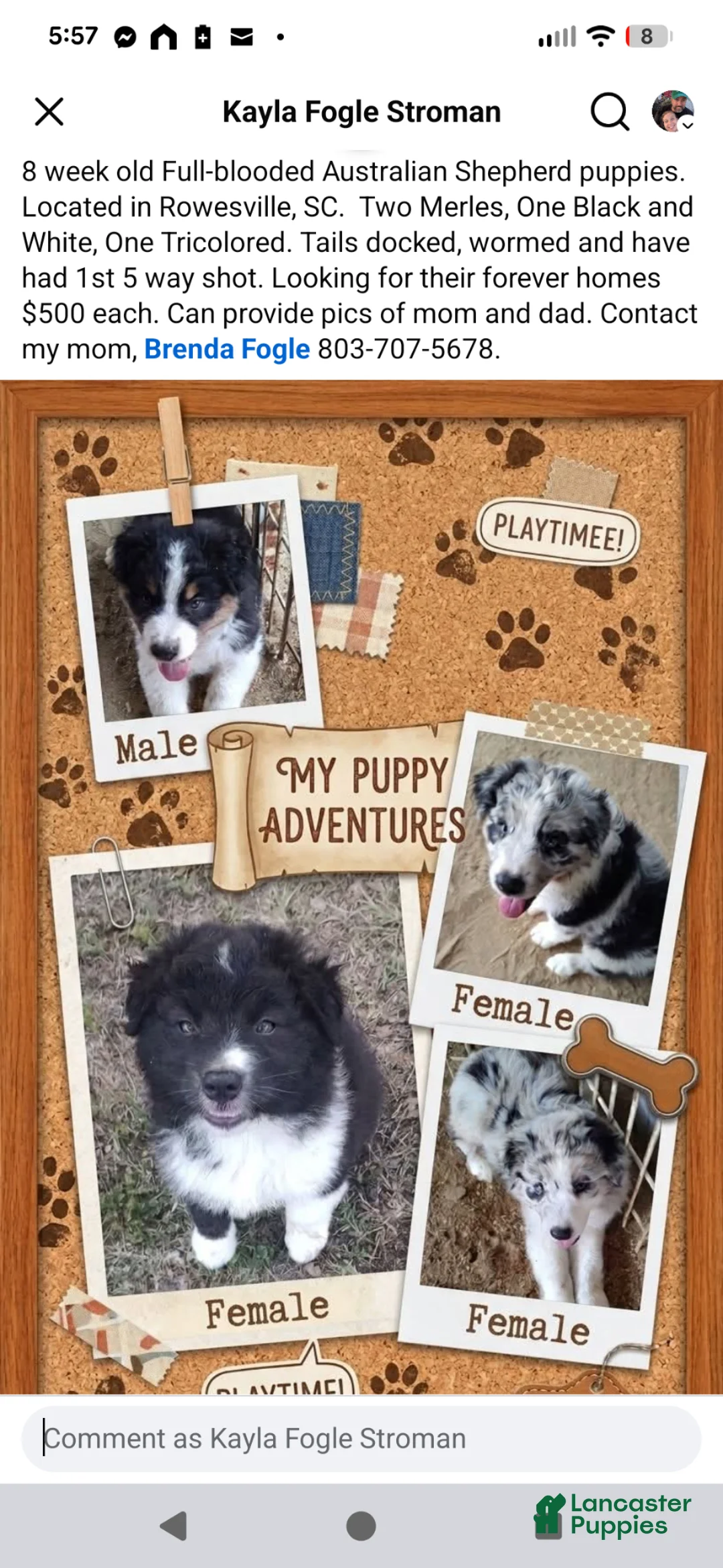 Australian Shepherd dogs for sale: Australian Shepherd Puppy 1 - Ad 2