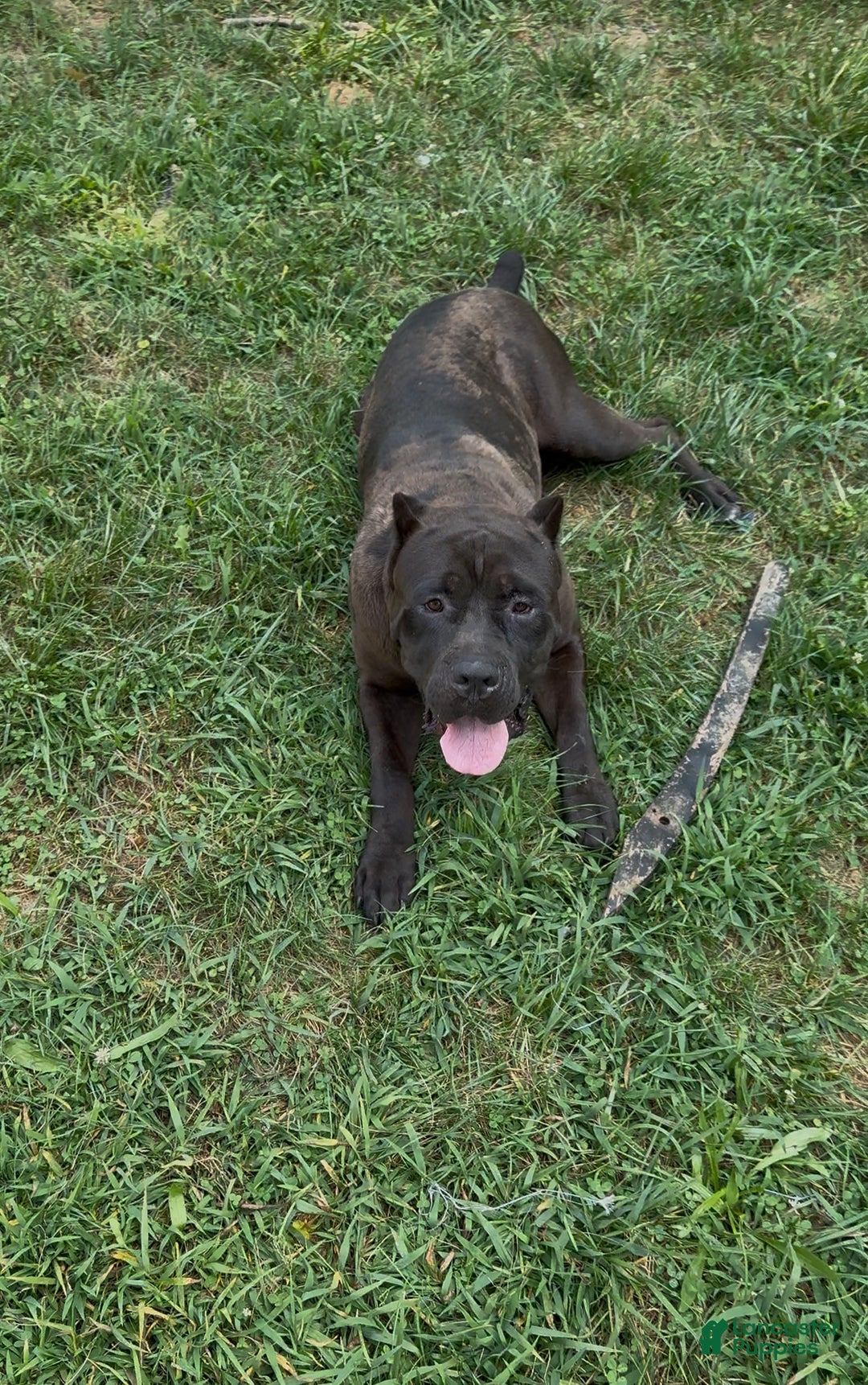 Gallery Image {{count}}