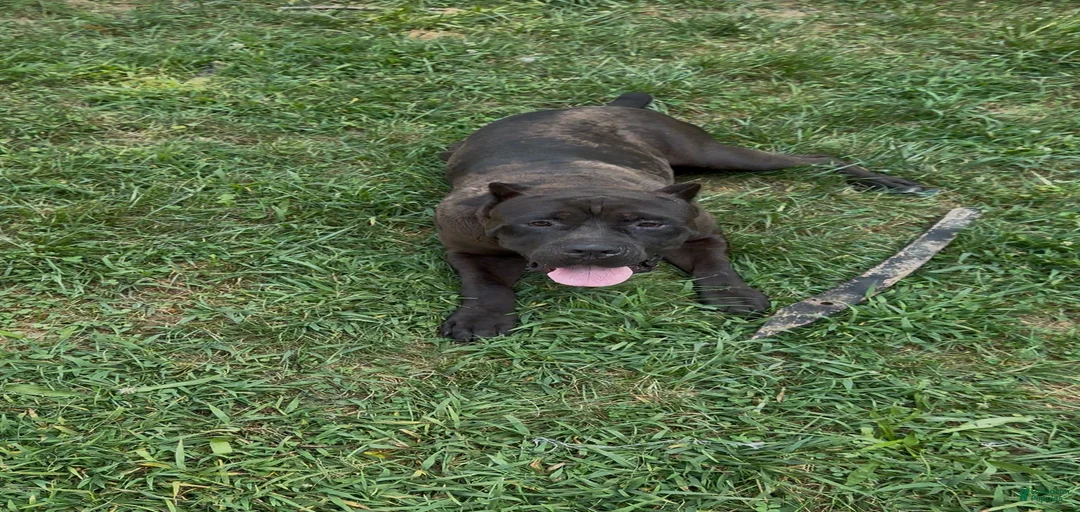 Gallery Image {{count}}