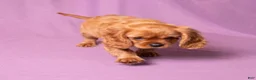 Cavalier King Charles Spaniel dogs for sale: Einstein - Ad 3